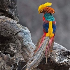 Meet your Posher, Liz